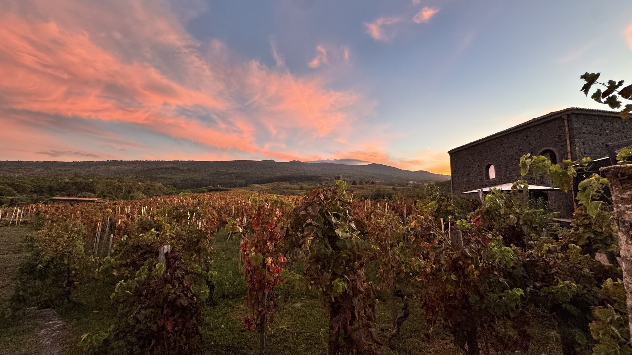 Palmento Costanzo: the wine that safeguards Mount Etna